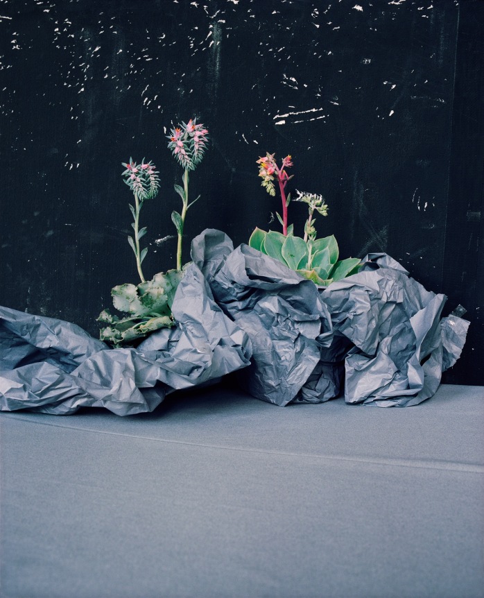 Annette Kelm  Desert Plants, 2016