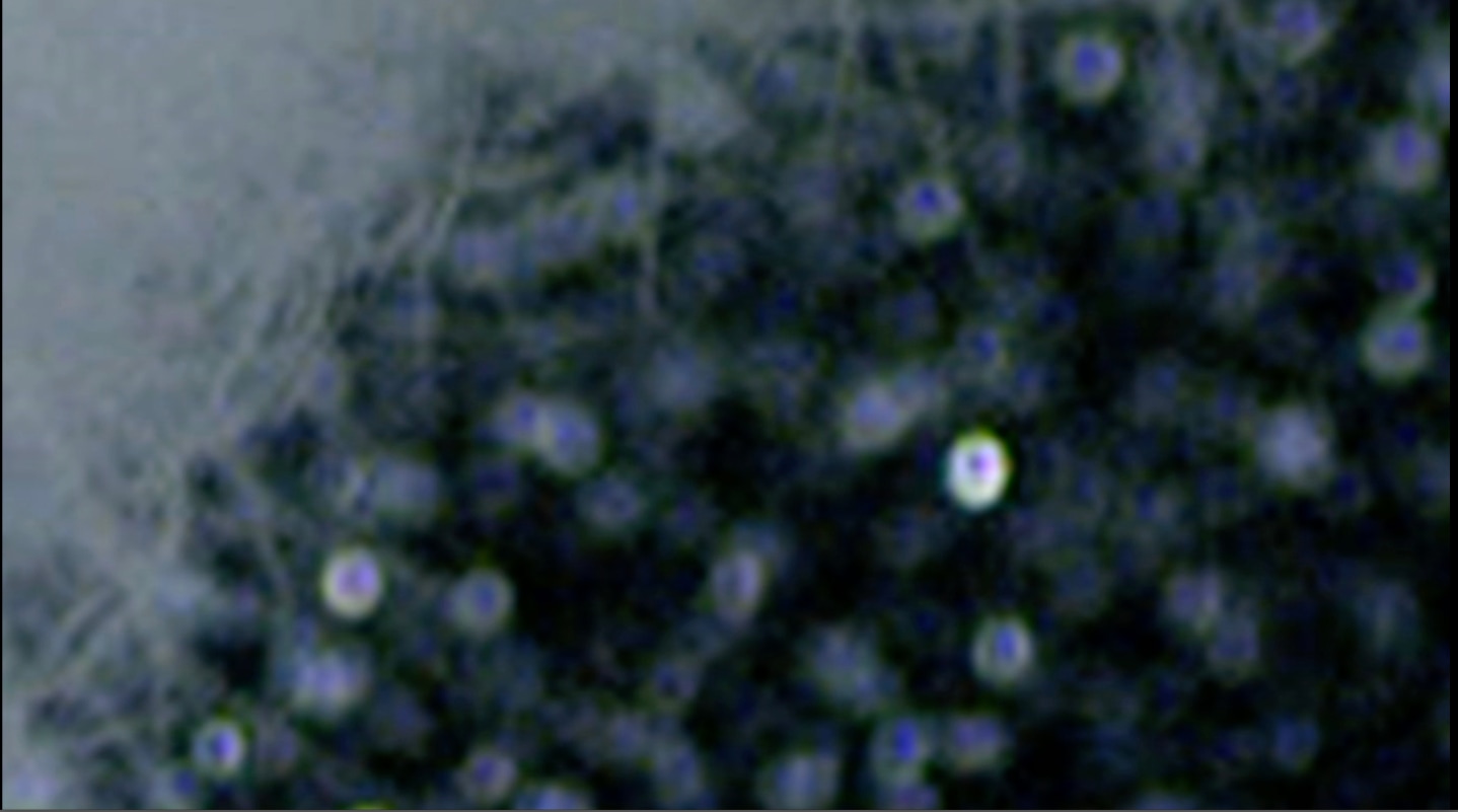 He Xiangyu 100% Cotton, 2016 (Still)