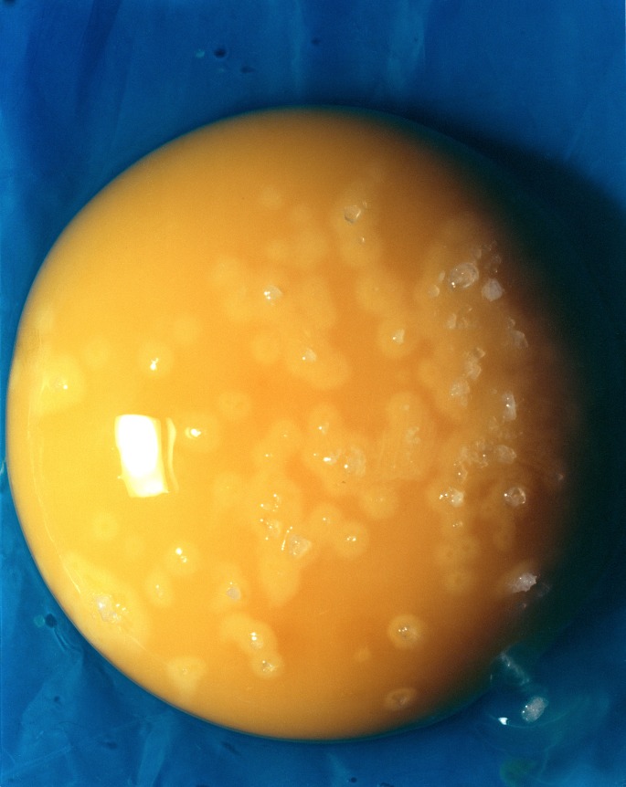 Jo&atilde;o Maria Gusm&atilde;o + Pedro Paiva