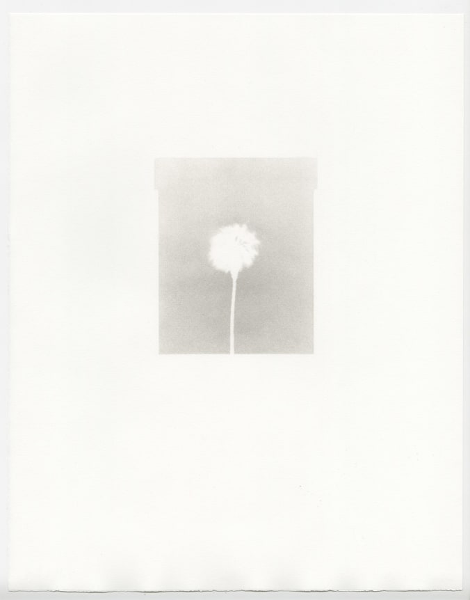 scott b. davis, washington robusta, 2020.