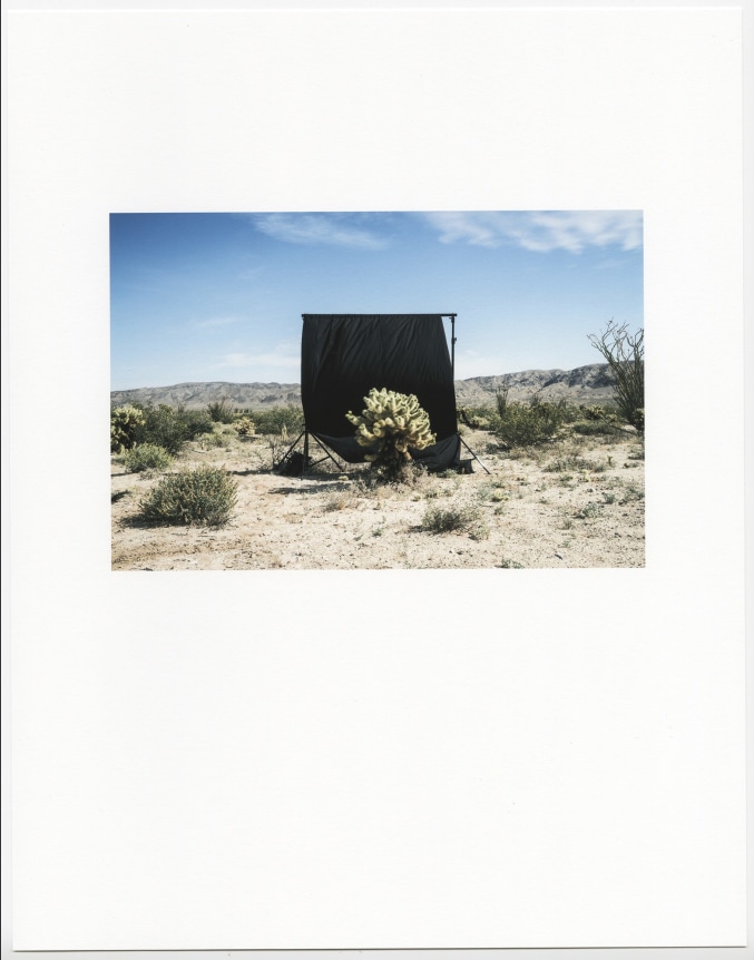 Rebecca Webb, Jumping Cholla I (Scenes in America Deserta), 2020.