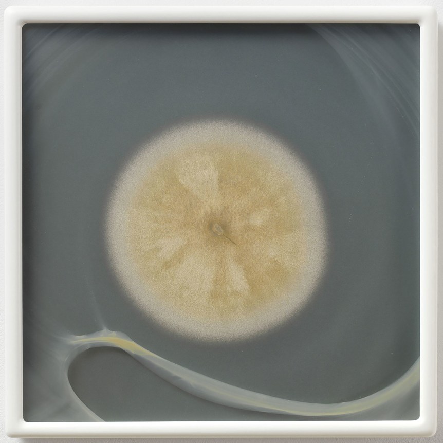 Aspergillus flavus myc 4 (CRCC) CZ #54