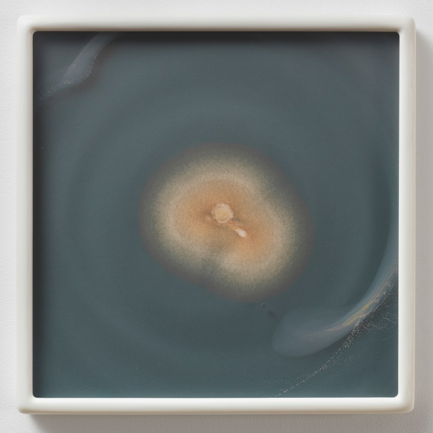 Aspergillus flavus myc 4 (CRCC) CZ #54