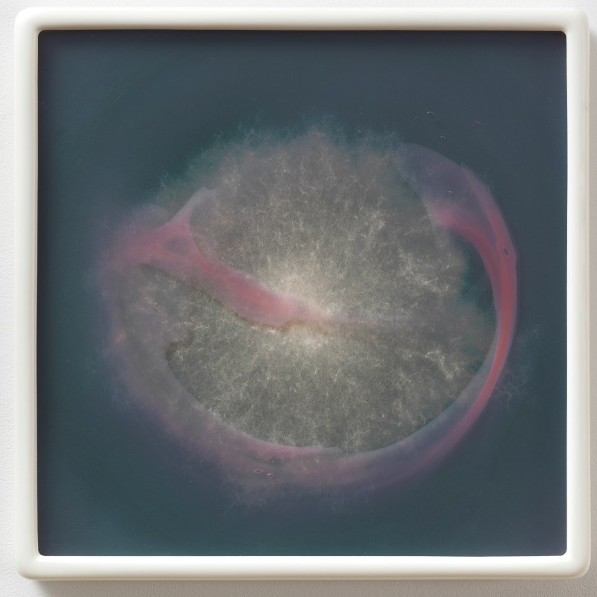Arthrinium sacchari R32 MA #9, 2016