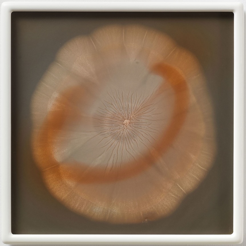 Aureobasidium pullulans CNCA10 MA #43