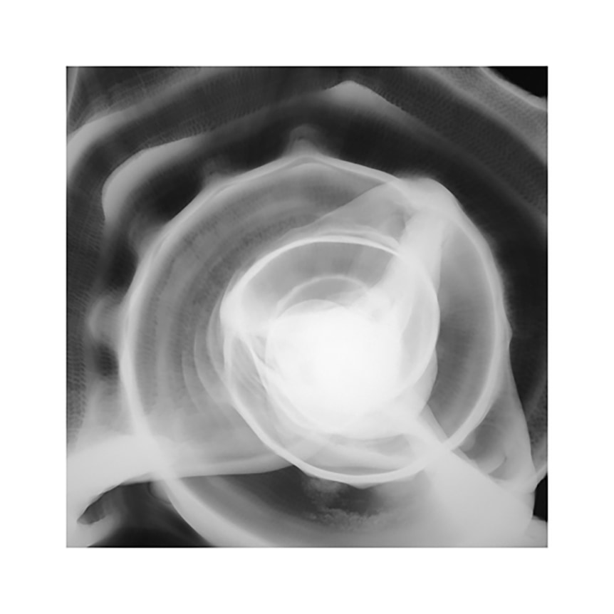 Dove Allouche, Conch_5