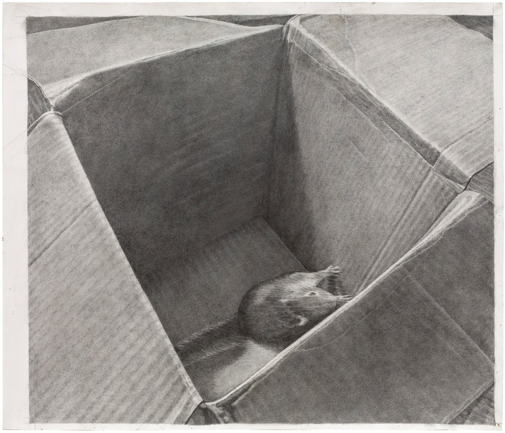 Squirrel in a Box