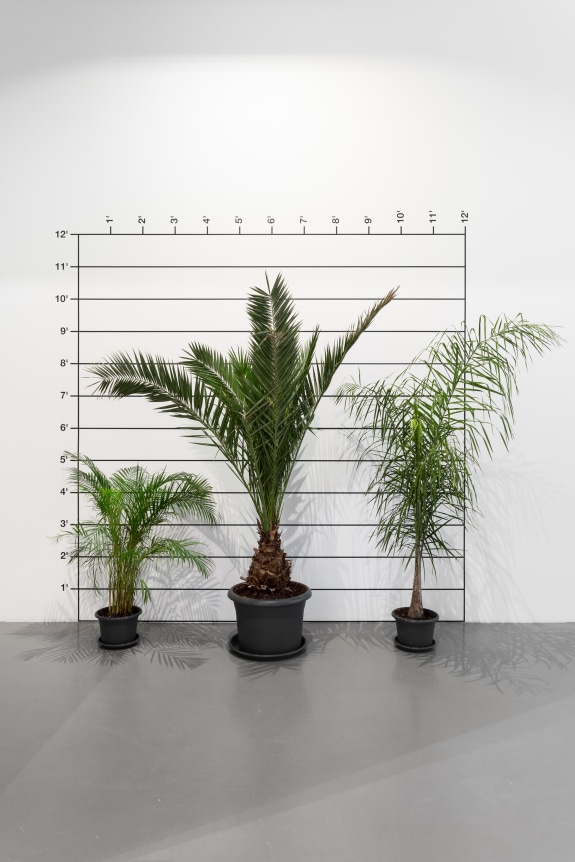 Dimensions Variable , MAAT Lisbon, Portugal.