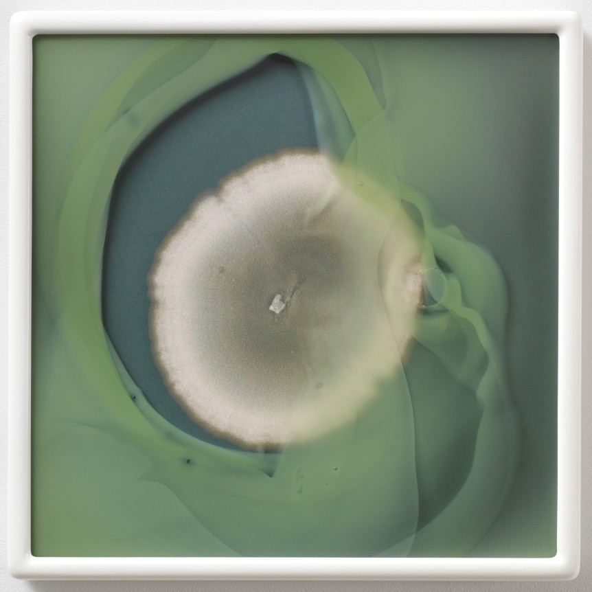 Alternaria alternata R20 MA #42
