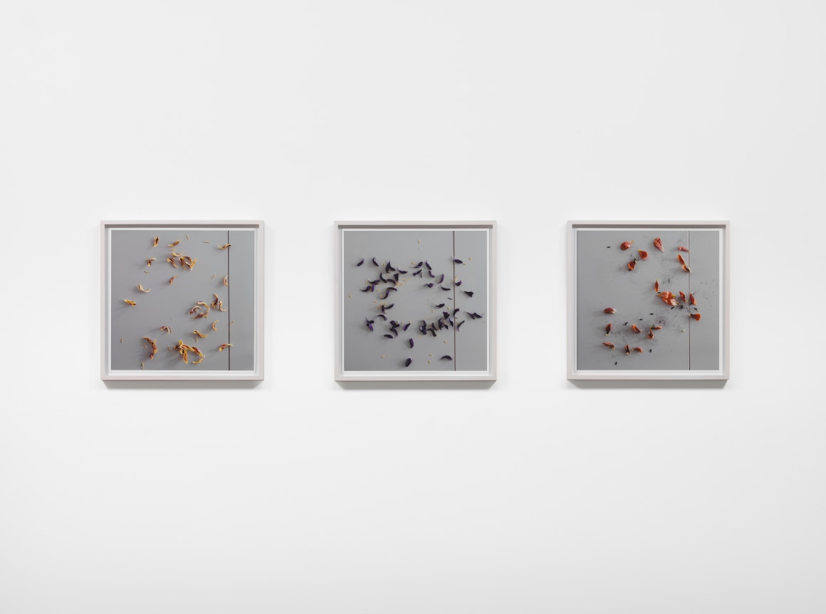 Spencer Finch - Vanitas Tulips