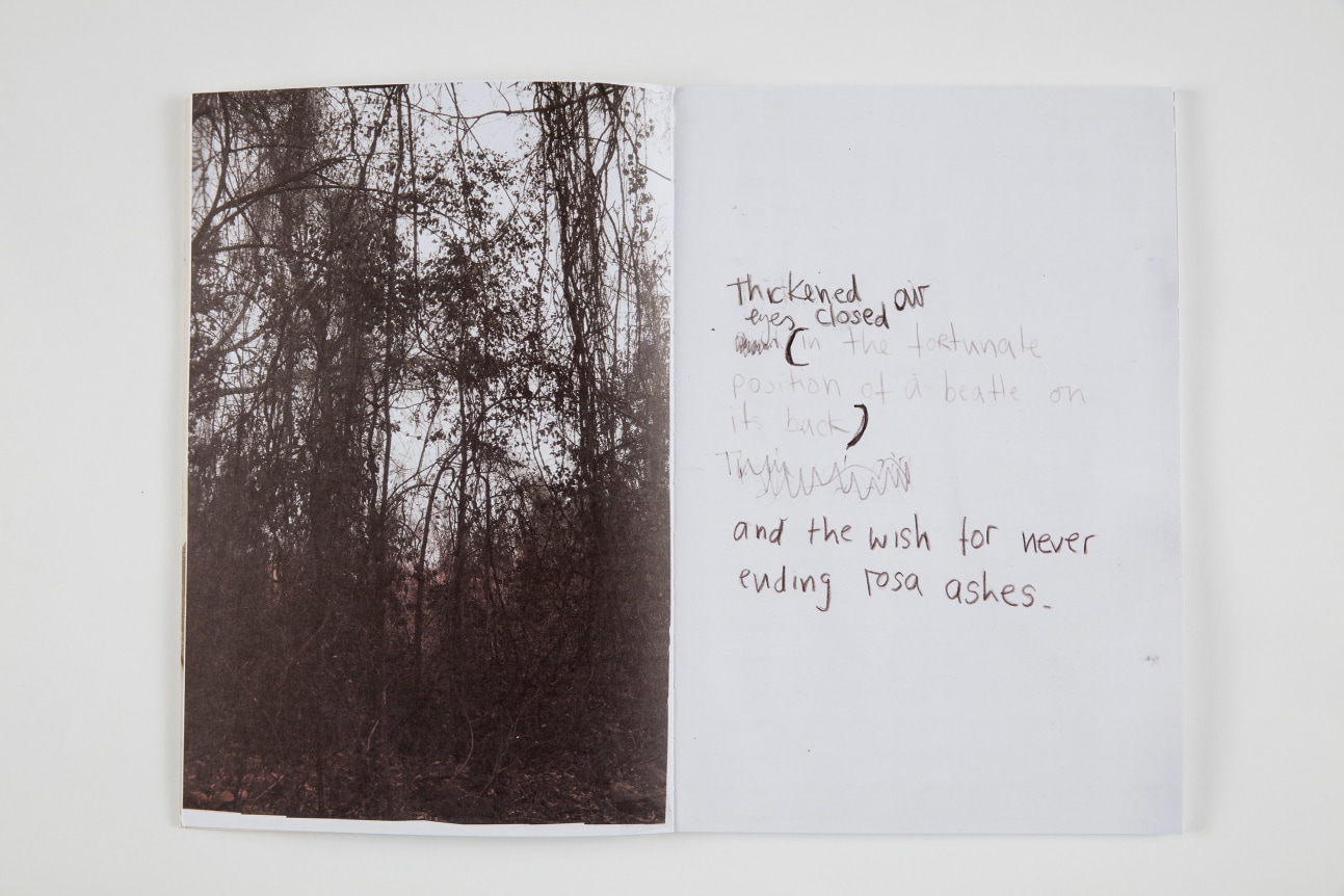 Esther Kl&auml;s,&nbsp;Palomar, 2013