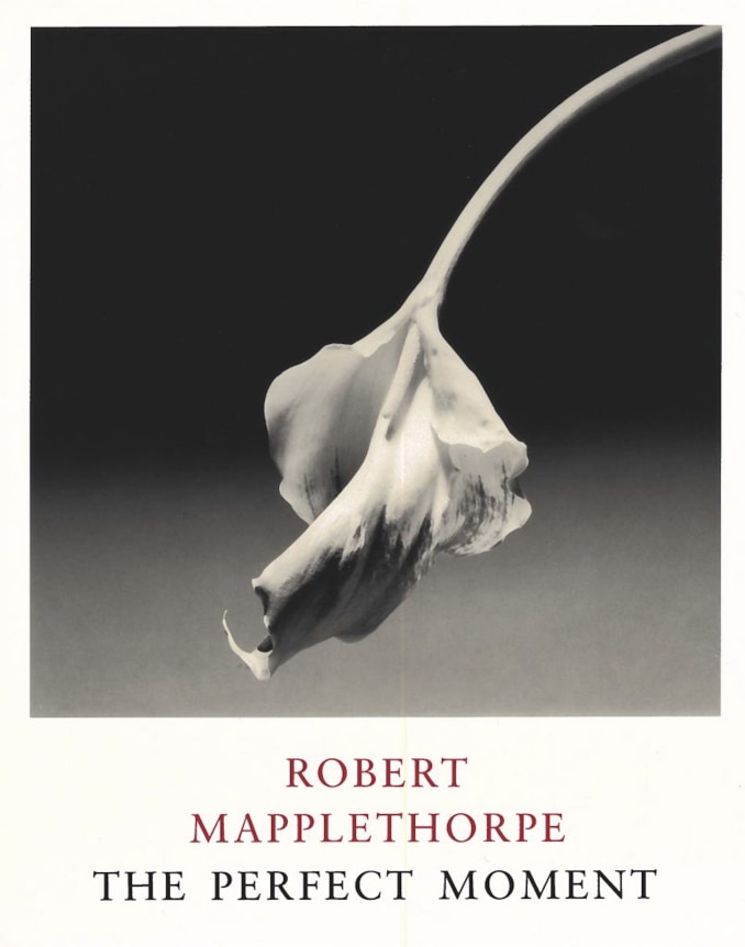 Calla lily against a gradient background.