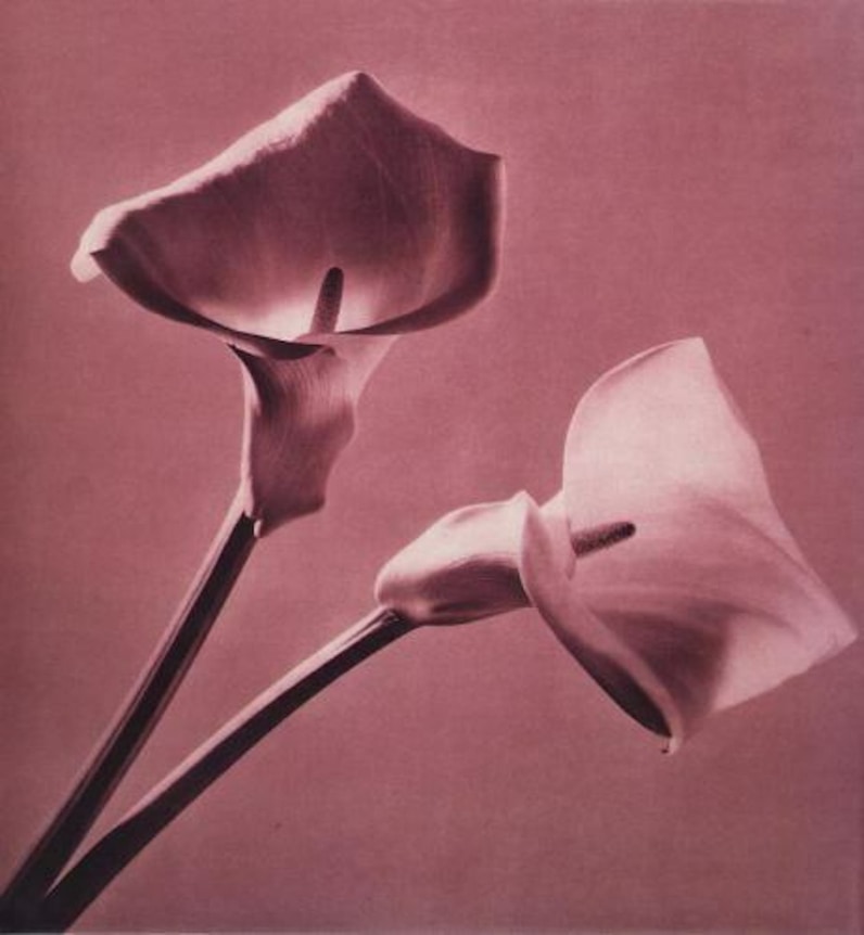 Monochromatic photogravure of calla lilies on book cover inside a slipcase with another calla lily