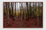 Catherine Opie
Untitled #5 (Swamps)
2019
Pigment print
Artwork Dimensions:&amp;nbsp;40 x 60 inches (101.6 x 152.4 cm)
Framed Dimensions:&amp;nbsp;41 x 61 x 2 inches (104.1 x 154.9 x 5.1 cm)
Edition&amp;nbsp;of 5, 2 AP
$50,000

DOUBLE CLICK IMAGE FOR MORE VIEWS