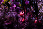 Meg Webster Solar Grow Room, (detail), 2016 Installation view, "The Garden - End of Times, Beginning of Times," ARoS Aarhus Kunstmuseum, Aarhus, Denmark, April 8 - October 22, 2017.