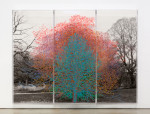 Charles Gaines Numbers and Trees, Central Park, Series I: Tree #7, Katelyn, 2015 Acrylic, ink jet print, plexiglass 2 panels each: 95 x 42 x 5.75 in. (241.3 x 106.7 x 14.6 cm) center panel 95 x 42 1/2 x 5.75 in. (241.3 x 108 x 14.6 cm) overall: 95 x 126 1/2 x 5.75 in. (241.3 x 549.9 x 14.6 cm)