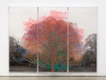 Charles Gaines Numbers and Trees, Central Park, Series I: Tree #6, Rodney, 2015 acrylic, ink jet print, plexiglass 2 panels each: 95 x 42 x 5.75 in. (241.3 x 106.7 x 14.6 cm) center panel: 95 x 42 1/2 x 5.75 in. (241.3 x 108 x 14.6 cm) overall: 95 x 126 1/2 x 5.75 in. (241.3 x 549.9 x 14.6 cm)