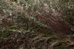 Stick Structure, (detail), 2016 various branches, twigs, and flowering plants (Bamboo, Privet, Magnolia grandiflora, Huizache, Lantana) approximately 74 x 244 inches in diameter (187.9 x 619.7 centimeters)