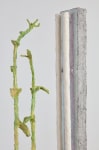 Evan Holloway Vertical Fluorescent, (detail), 2017 steel, cardboard, CelluClay, Cel-vinyl and acrylic lamp: 78 x 18 x 12 in. (198.1 x 45.7 x 30.5 cm) plant: 74 1/2 x 12 x 12 in. (189.2 x 30.5 x 30.5 cm)