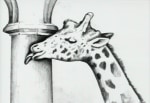 Giraffe/Escalator Video Animation Installation, (detail), 1988-1995 61 pencil animation drawings on paper with video animation  1 minute, looped each drawing 10 1/2 x 12 1/2 in. (26.7 x 31.8 cm)
