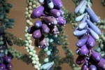 Lagoon (Detail)