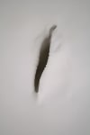 Shell as a Body (Detail)