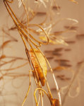 Scent of a Sound&amp;nbsp;(Detail)