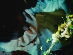 Alia Syed
Priya, 2011
16mm film
12 minutes, 58 seconds
TG 1964
 