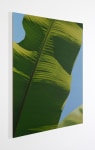 Marcel Vidal&amp;nbsp;
Banana XIII,&amp;nbsp;2022
oil on linen
160 x 120 cm / 63 x 47.2 in&amp;nbsp;