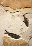 Fossil Fish Mural 4740am(SOLD)