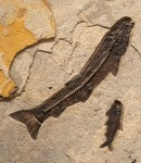 Notogoneus osculus (large) and Knightia eocaena (small)