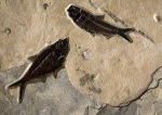Diplomystus dentatus (left) and Knightia eocaena (right)