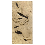 panel 2: four Knightia eocaena, one Priscacara serrata, one Notogoneus osculus