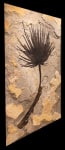 Fossil Palm Mural 1001gm (Sold)