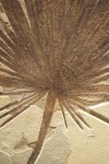 the heart of the fossil palm frond