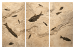 Fossil Fish Triptych 2001ABC (SOLD)