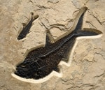 Diplomystus dentatus (large) and Knightia eocaena (small)