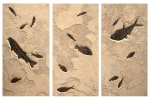 Fossil Fish Triptych 2002ABC(SOLD)