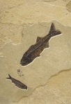 Mioplosus labracoides and&amp;nbsp;Knightia eocaena
