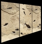 Fossil Fish Mural 3008abc (SOLD)