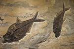 Two Diplomystus dentatus