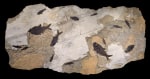 Fossil Fish Mural 7002Gm (SOLD)