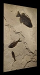 Fossil Fish Mural 8702am (SOLD)