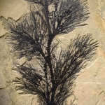 Fossil Palm Flower 2003gm