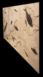 3/4 view of fossil fish triptych