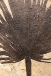 Fossil Palm Mural 1001gm (Sold)