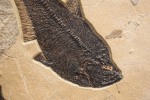 Fossil Fish Mural 5006cm