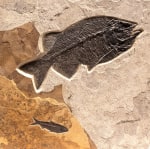 large Phareodus encaustus and Knightia eocaena&amp;nbsp;