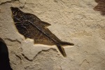 Fossil Plant and Fish Mural 1123cm (SOLD)