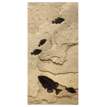 panel 3: four&amp;nbsp;Cockerellites liops, one&amp;nbsp;Phareodus testis